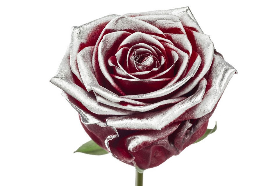 Blumenstrauß aus rot blühender Rosen mit Silberröten