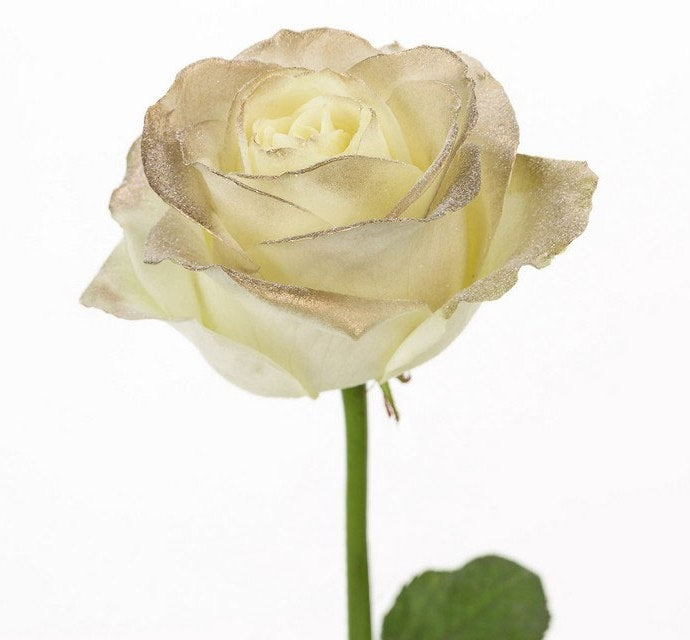Bouquet aus weißen großen Rosen mit goldenem Rouge
