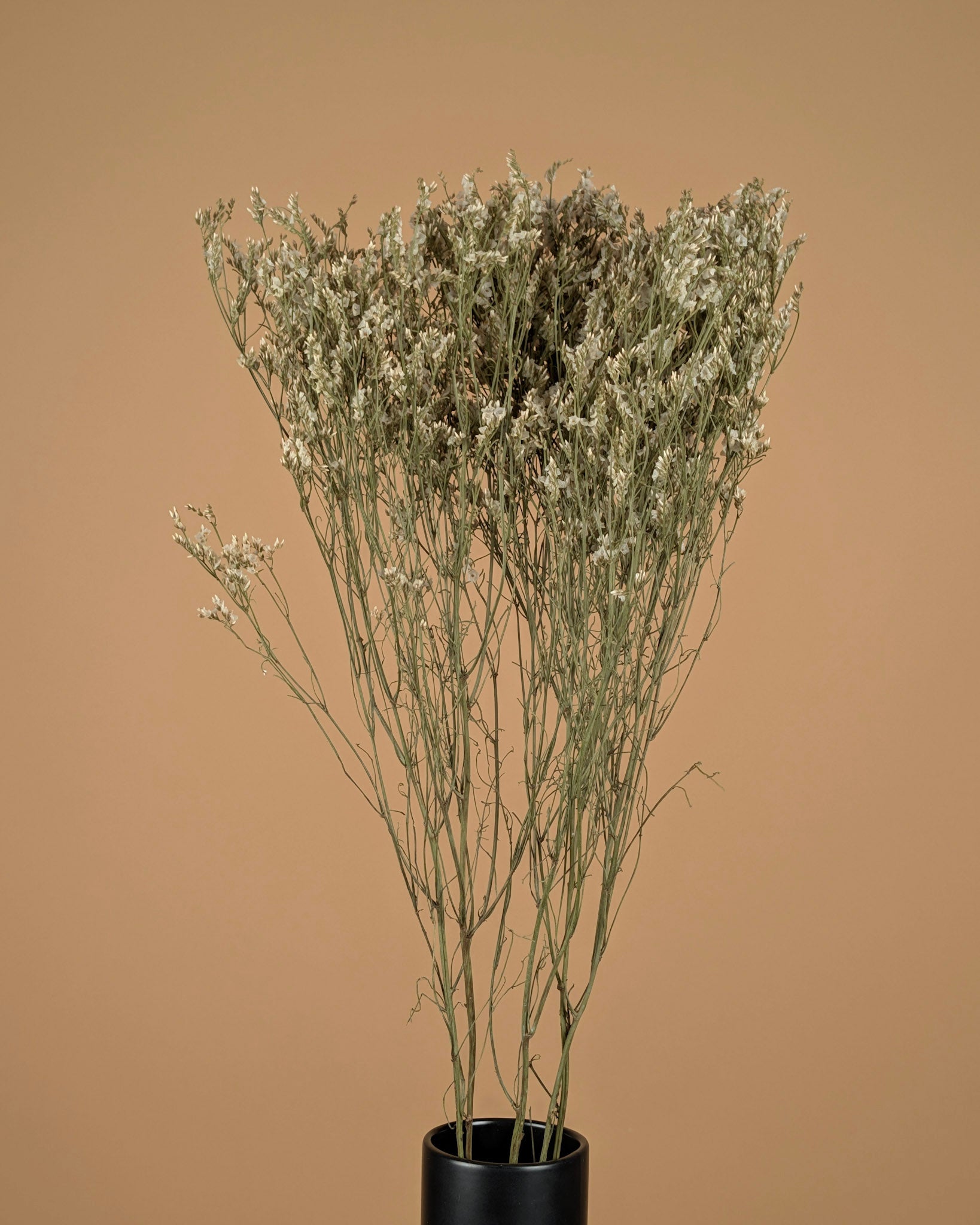 Getrocknetes Limonium -Diamant weiß