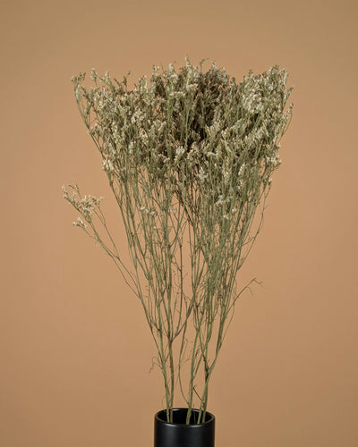 Getrocknetes Limonium -Diamant weiß