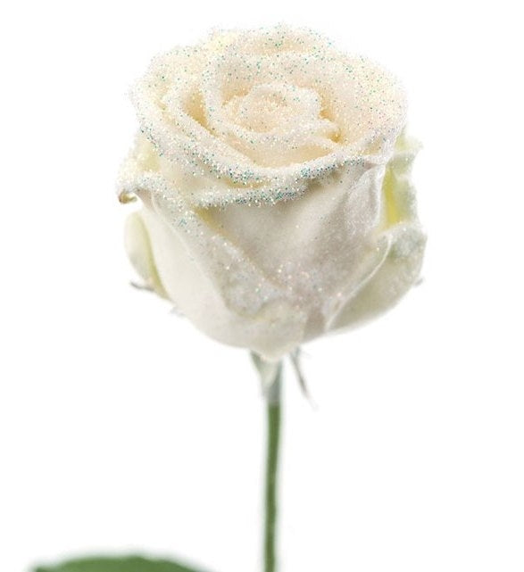 Blumenstrauß aus großer blühender Wachsrosen weiß mit Schnee