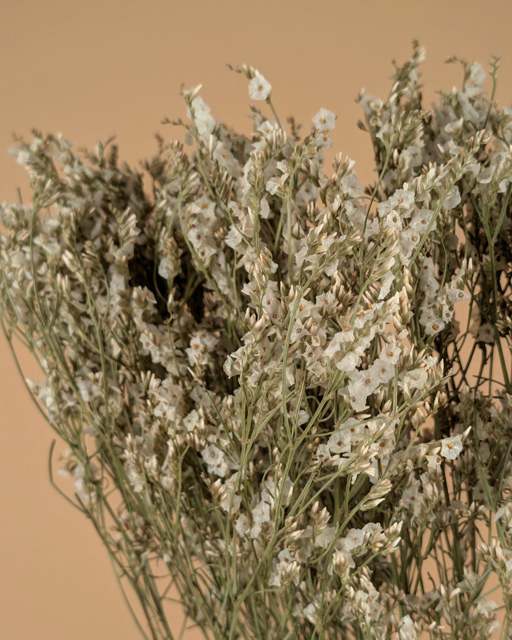 Getrocknetes Limonium -Diamant weiß