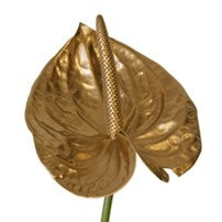 5 Gold -geläutete Anthurium