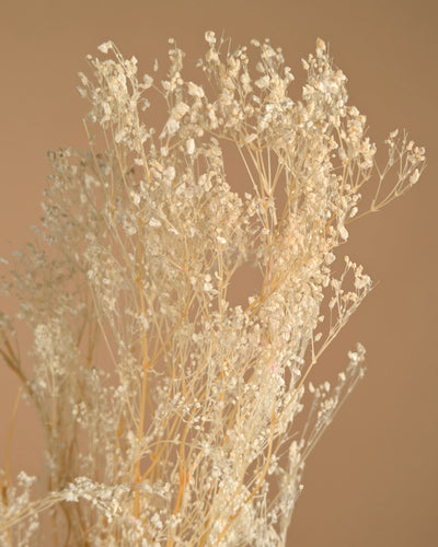Gypsophila -gebleicht getrocknet (Gips)