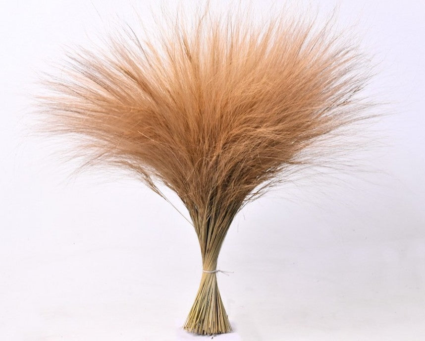 Barba de Bode 70 cm 150 Gramm getrocknet