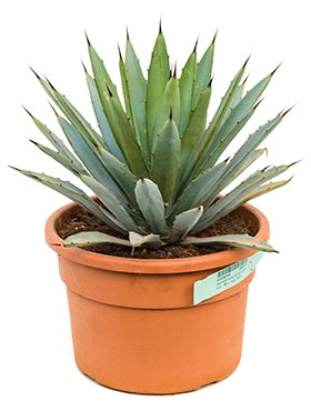 Agave Macroacantha im Kulturtopf