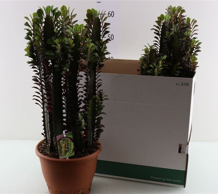Euphorbia acruensis im Plastik -Terrakotta -Topf