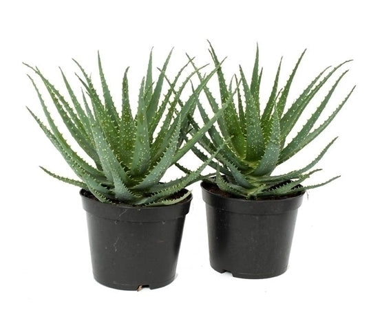 Aloe Arborescens im Kultivierungsglas