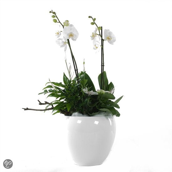 Phalaenopsis -Paket im Keramik -Rian -Witz