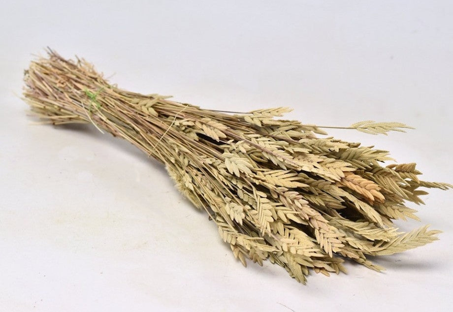 Spiga d'Oro 50 Gramm 35 cm