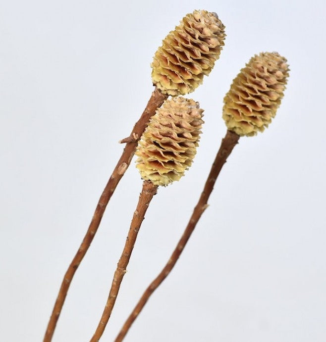Sabulosum bleichte