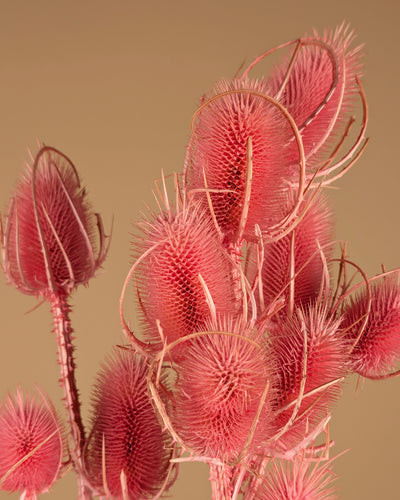 Getrocknete Cardoon Distel Oranje gemalt