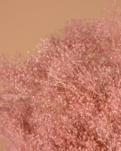 Mini Gypsophila Pink erhalten (Gypsum)