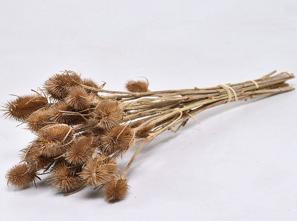Cardoen Distel 50 cm