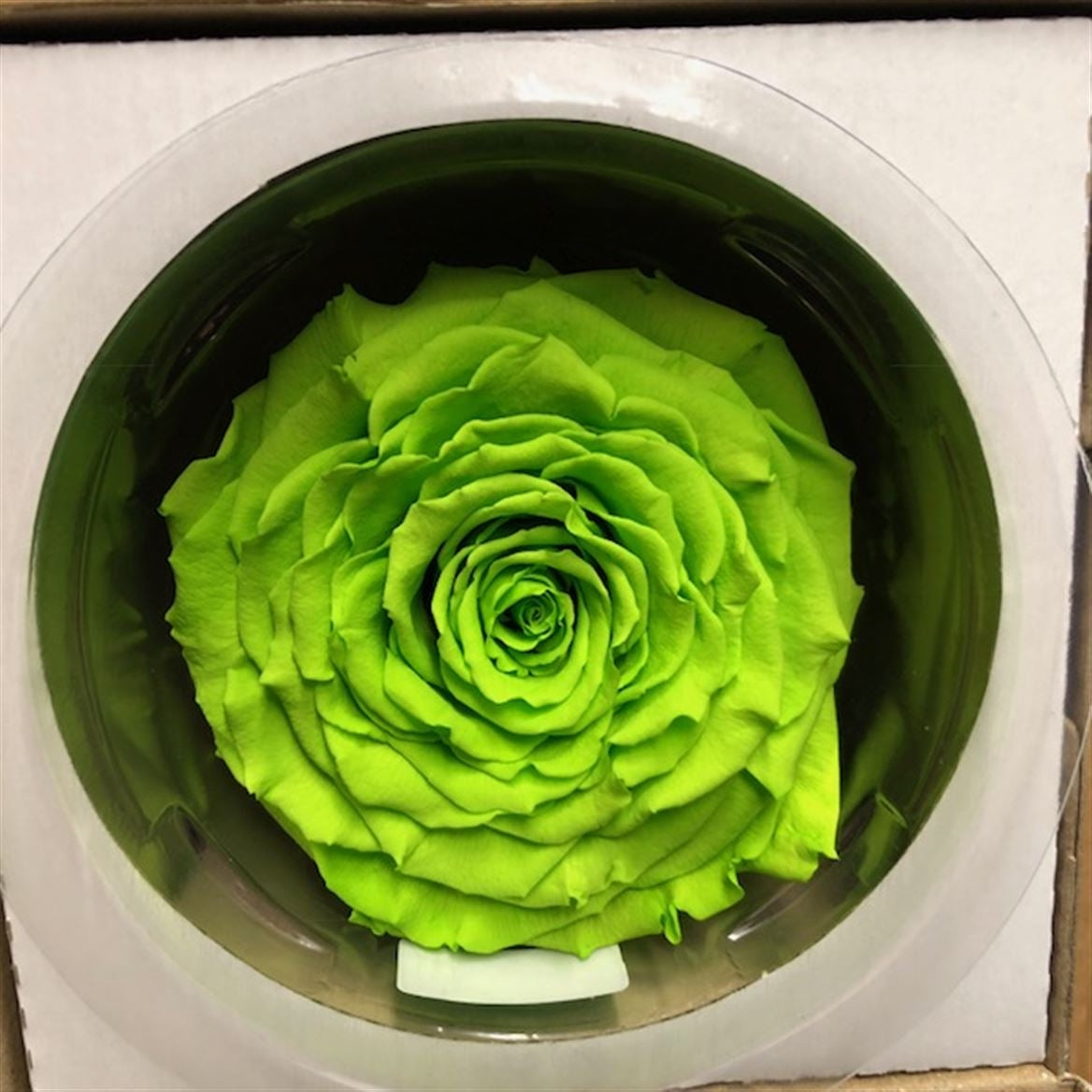 Erhaltte grüne Rose in einer Geschenkbox