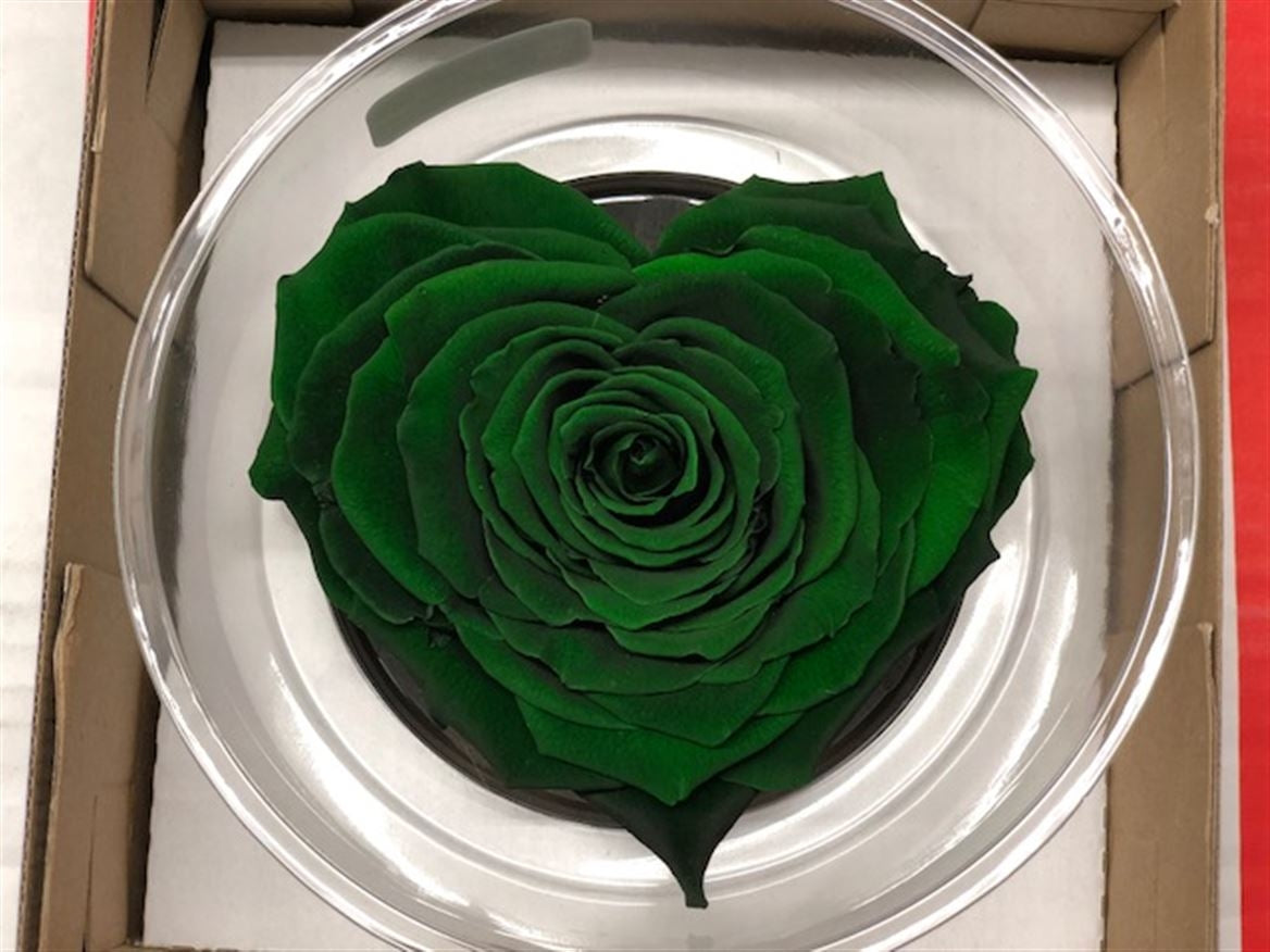 Erhaltte grüne Rosenherz in einer Geschenkbox