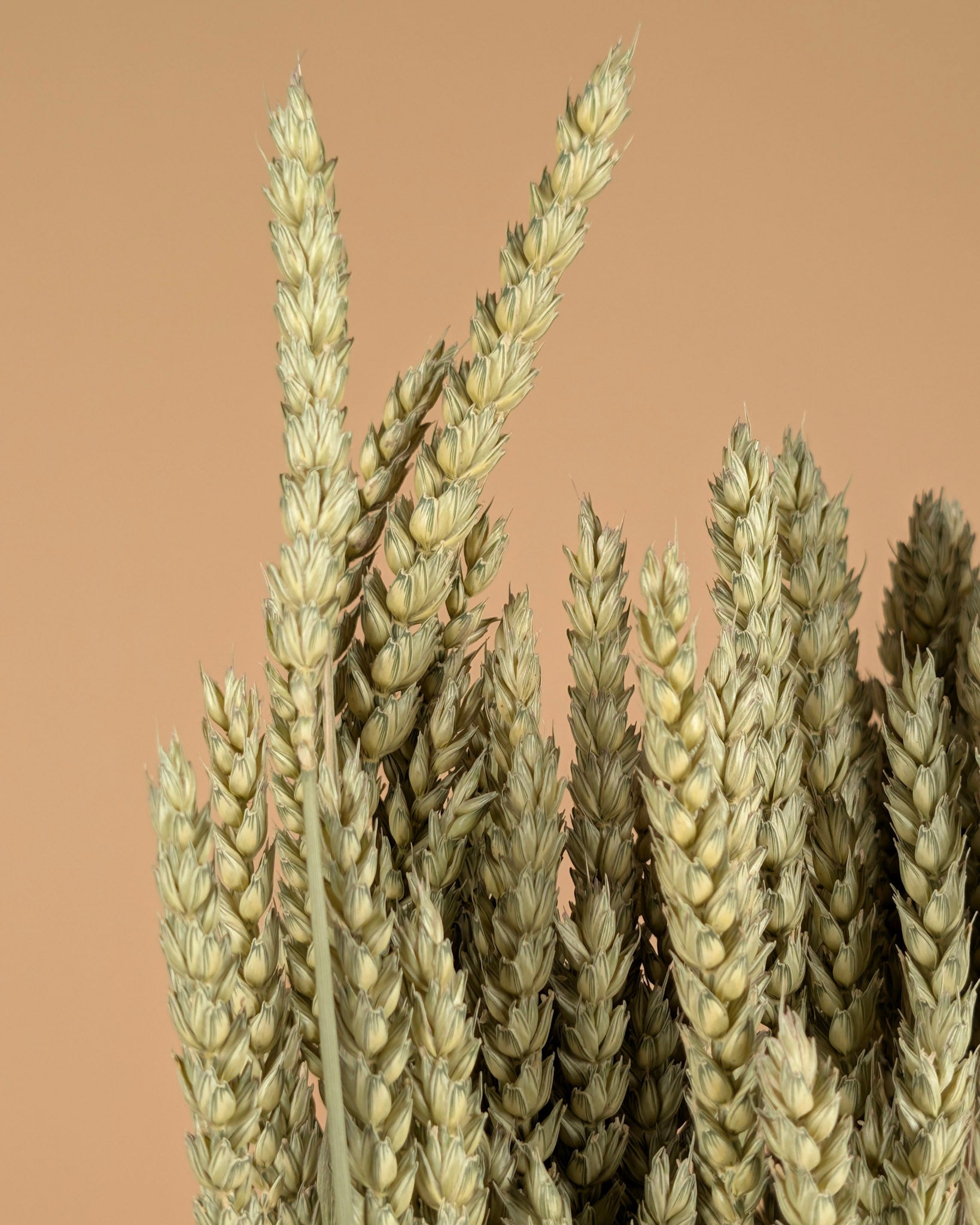 Getrockneter Weizen (Triticum) natürlich