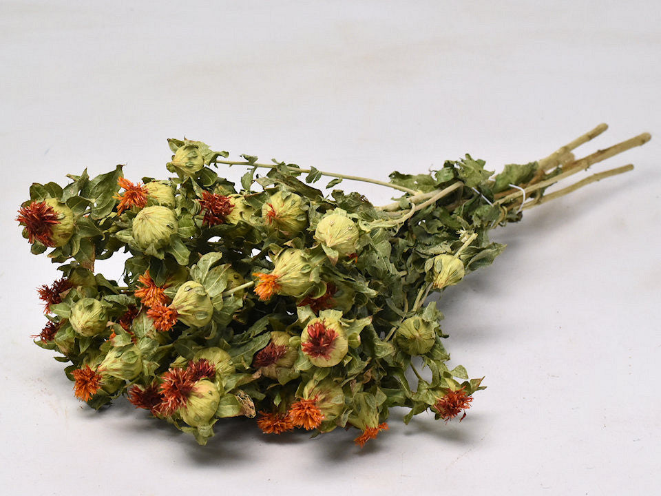 Karthamus 65 cm