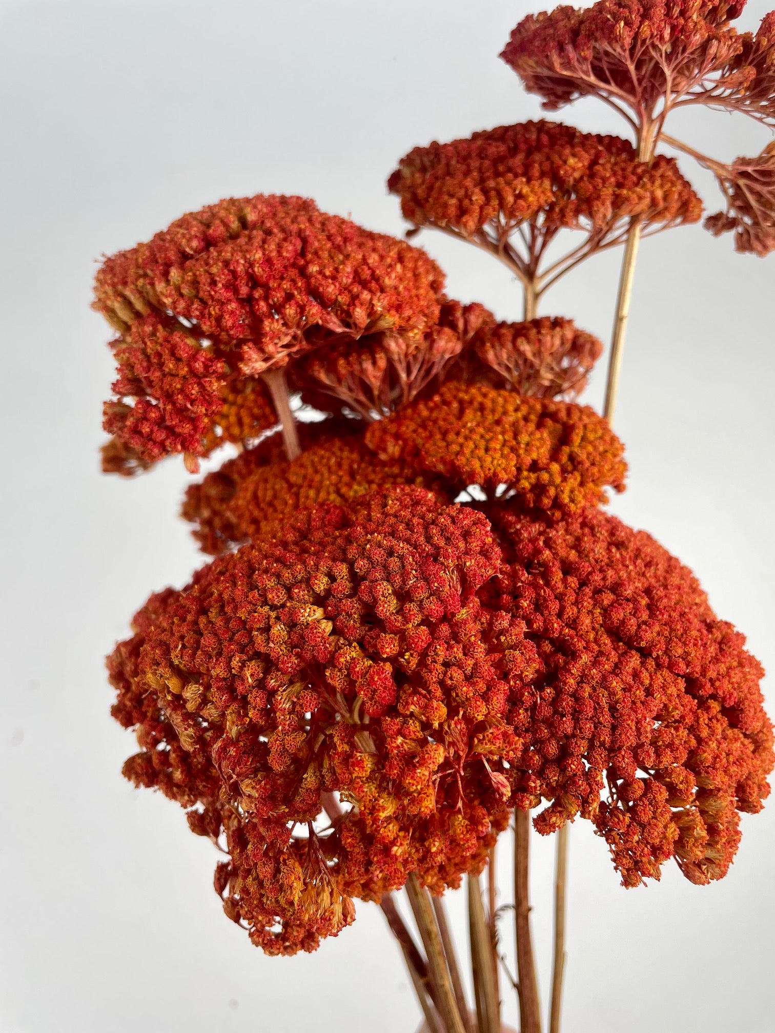 Getrocknete Achillea Orange bemalt