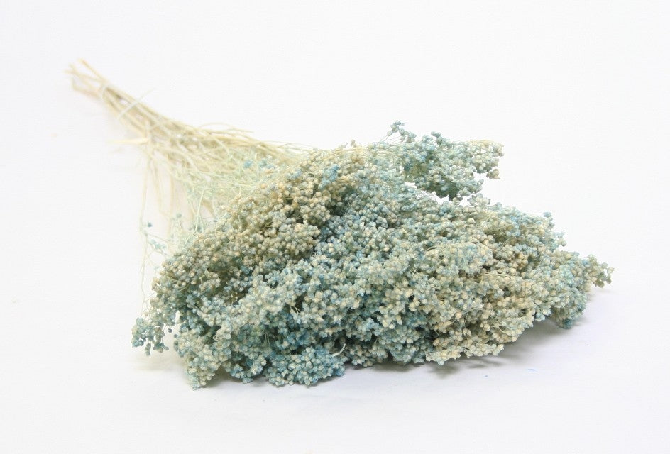 Getrocknete Besenblüte blitz blau blau