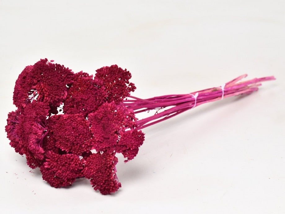 Getrocknete Achillea Fuchsia gemalt