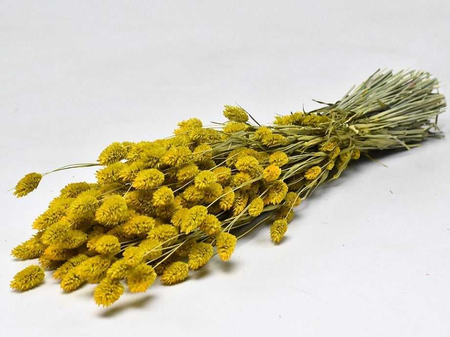 Getrocknete Phalaris gelb gefärbt