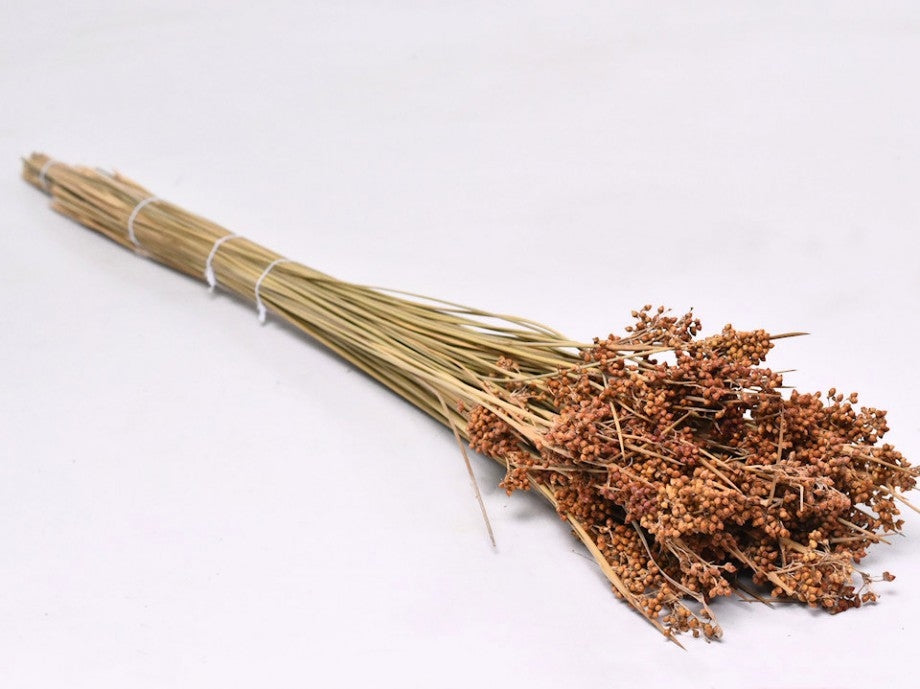 Getrocknete Juncus