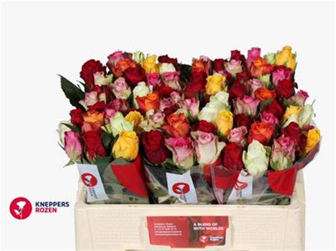 20 Zwischenrosen mischen Farben im Wald 50