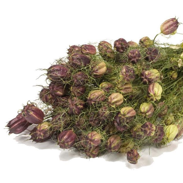 Getrocknete Nigella rot