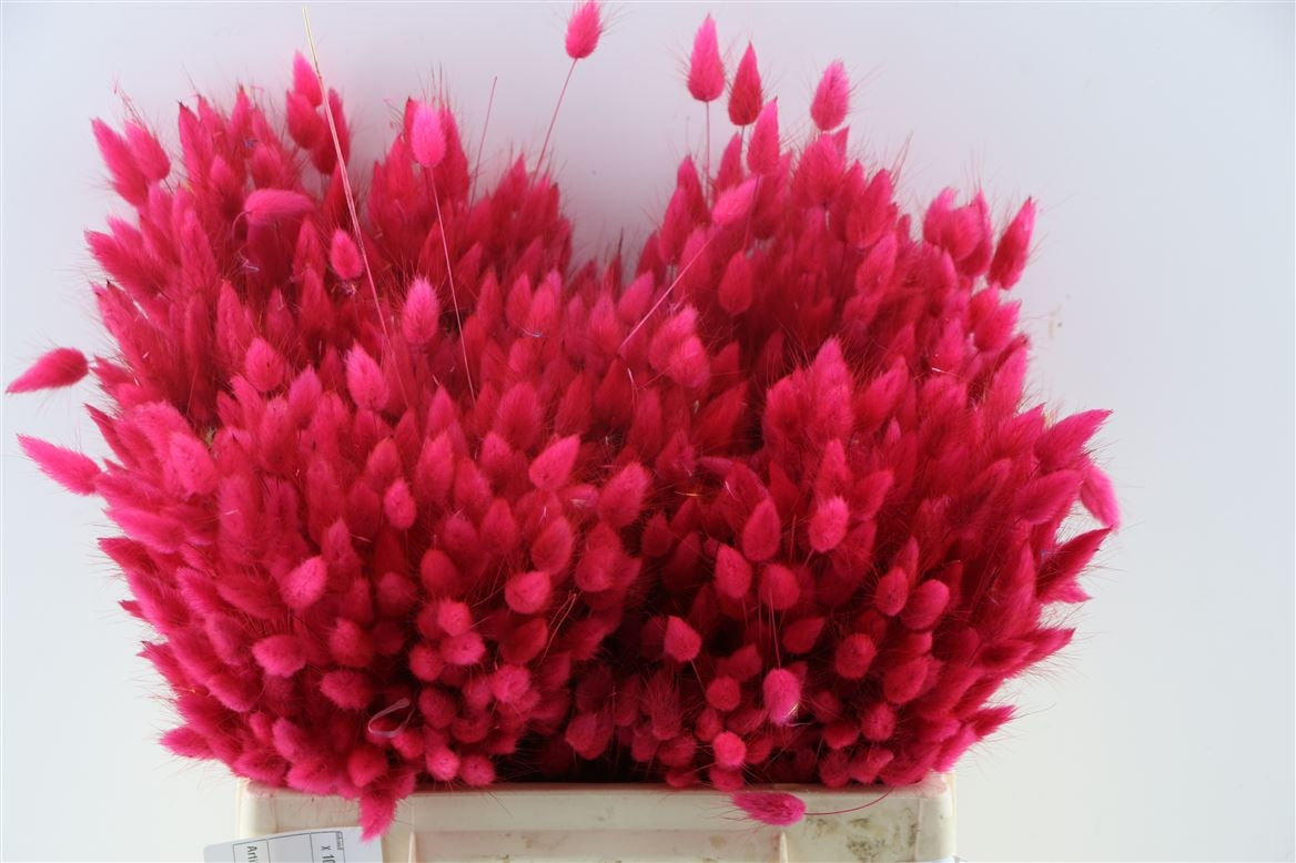 Getrocknete Lagurus ovatus cerise