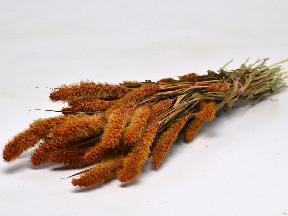 Getrocknete Setaria Orange