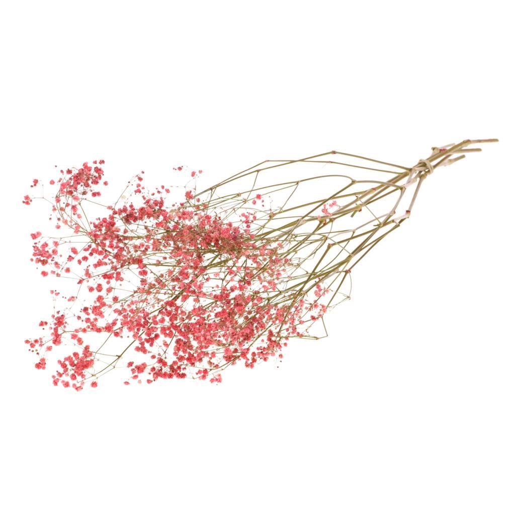 Gips Crain (Gypsophilie) Cerise Red Malt getrocknet