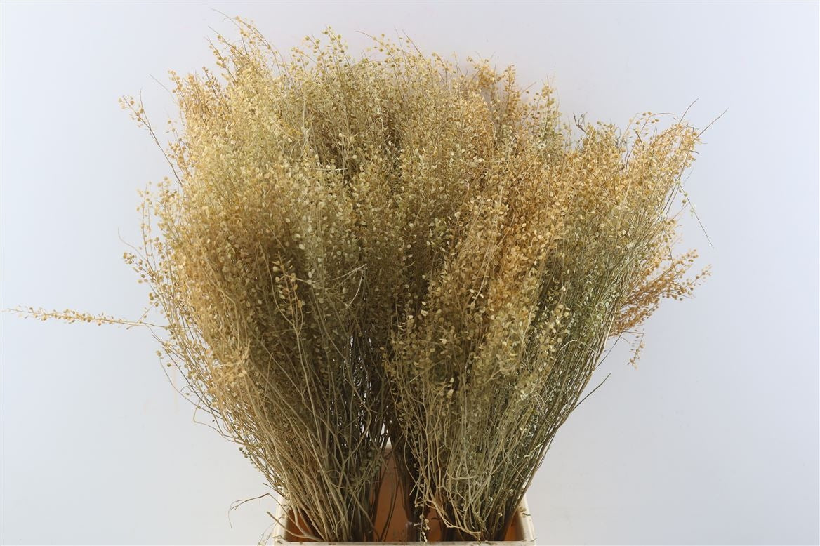 Getrocknete Lypidium 100 Gramm