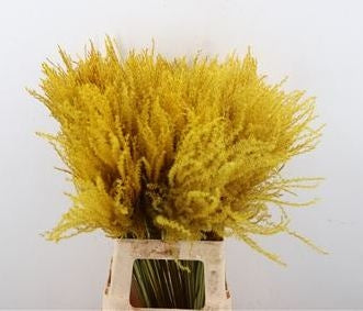 Stipa Federfedern gelb