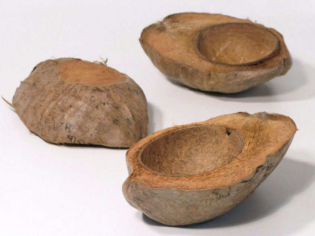 Halbkokosnuss 13-16 cm