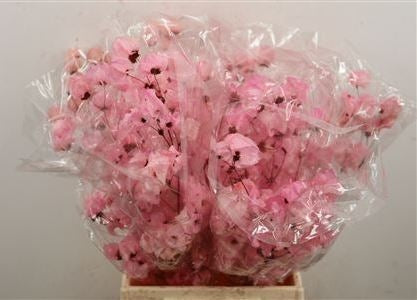 Bougainvillea bleichte hellrosa