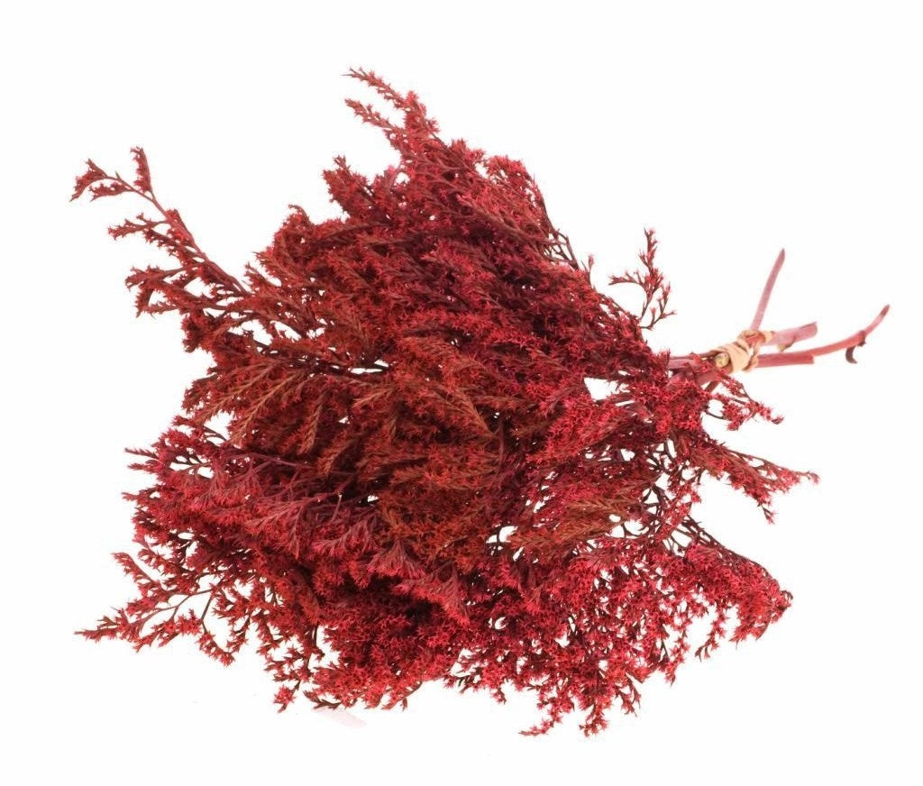 Trockenstatike Tatarica Rot