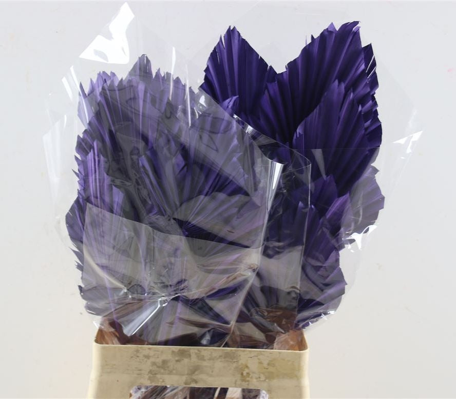Palm -Speer Milka