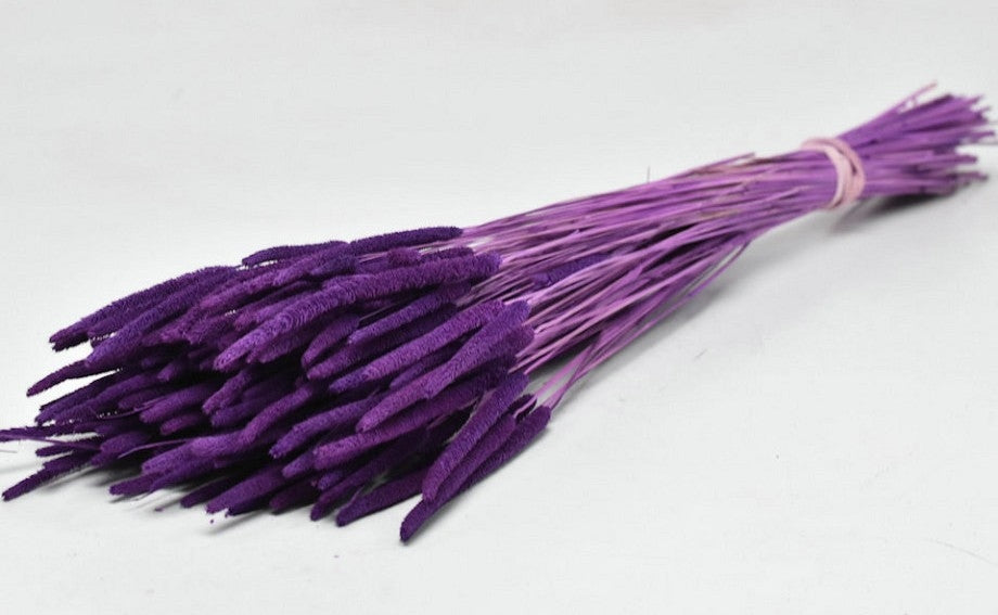 Getrocknetes Phleum probatus lila 150 Gramm