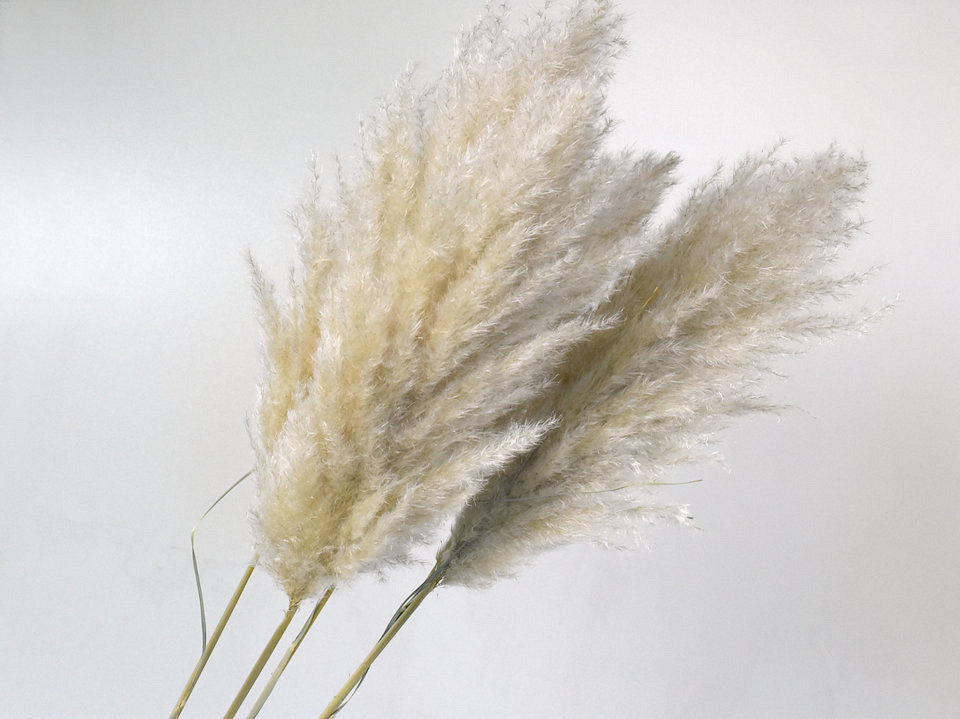 Pampasgras 110 cm