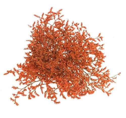 Trockenstatike Tatarica Oranje