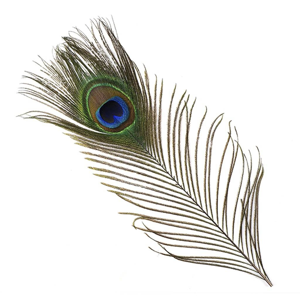 Lange Pfaufeen mit Auge