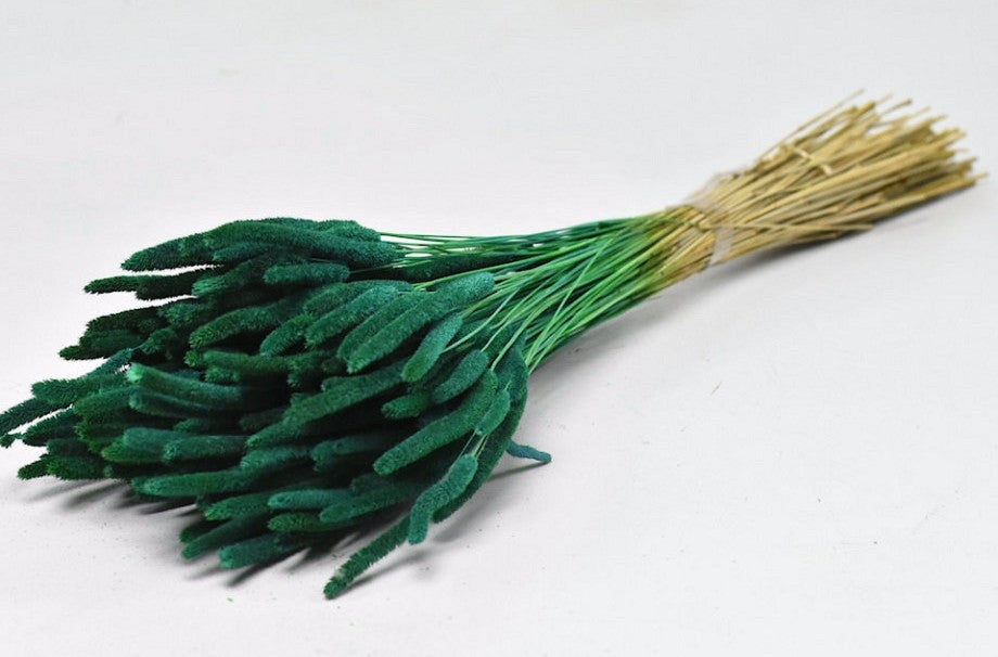Getrockneter PHELEUM CEPENSIS BETROIN GREEN 150 Gramm