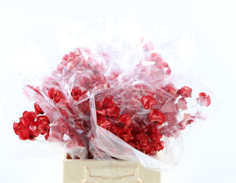 Bougainvillea bleichte rot