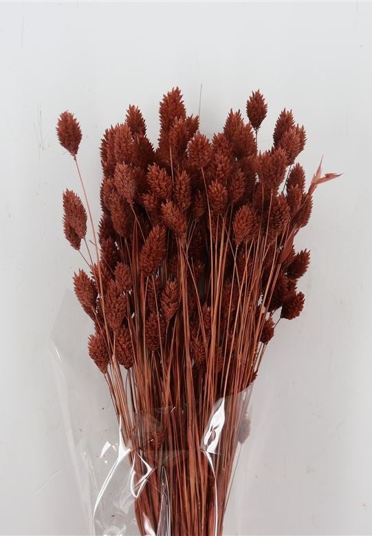 Getrocknete Phalaris -farbige Mahagoni