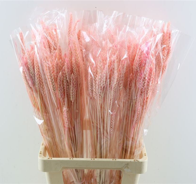 Trockener Weizenbleiche hellrosa 200 Gramm
