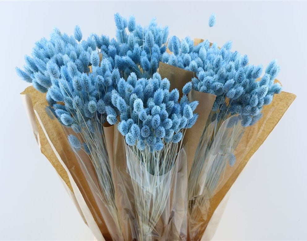 Getrockneter Phalararis trostlos hellblau