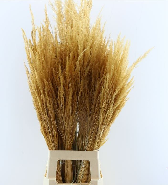 Stipa Calamagrostis getrocknet
