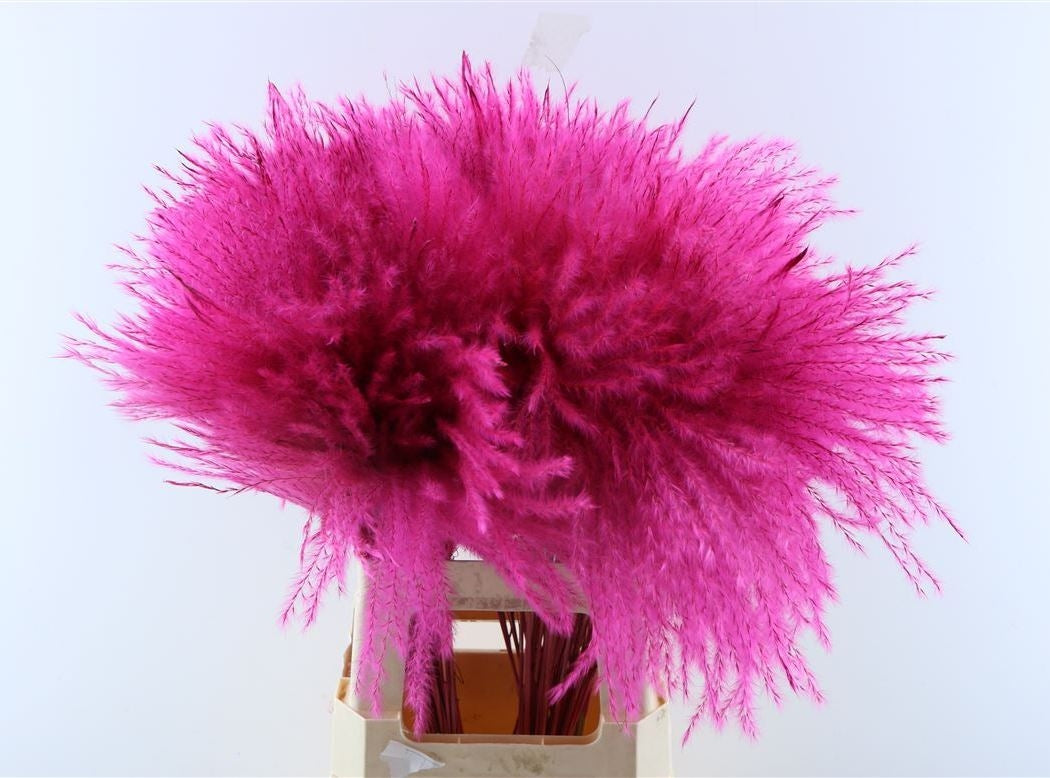 Flauschiger Reed Gras Pluimen Cerise