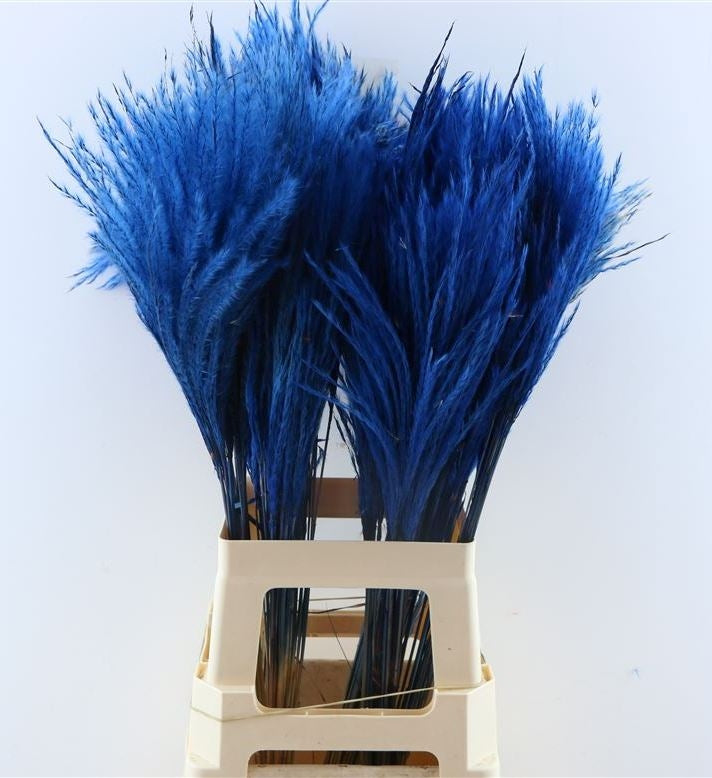 Flauschiger Reed Gras Pluimen dunkelblau